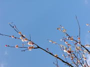 高知城 － 梅の花