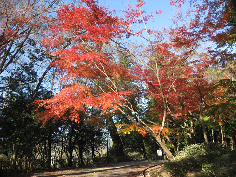 高知城の紅葉２