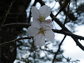 桜の開花情報 － ３月２２日