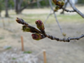 桜の開花情報 － ３月２２日
