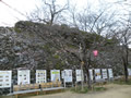 桜の開花情報 － ３月２７日