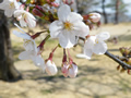 桜の開花情報 － ３月２９日