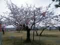 桜の開花情報 － ４月３日