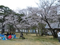桜の開花情報 － ４月３日