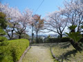 桜の開花情報 － ４月６日