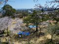 桜の開花情報 － ４月６日
