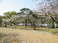桜の開花情報 － ４月１１日