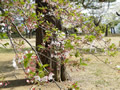 桜の開花情報 － ４月１１日