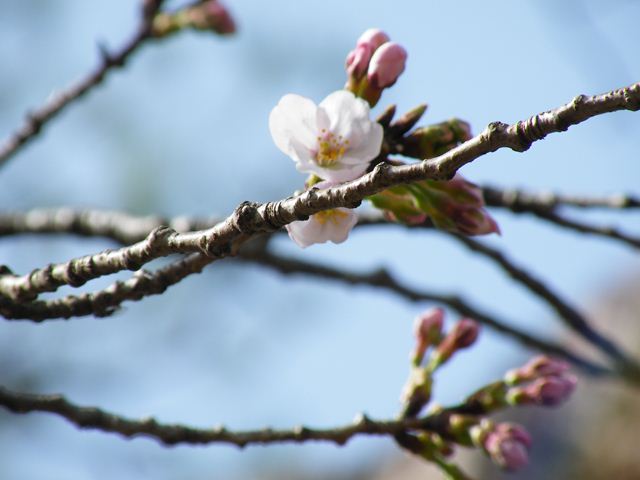 高知城桜