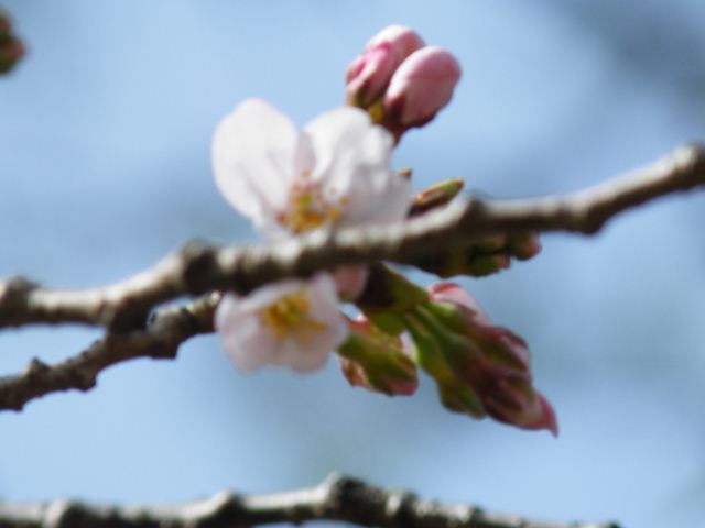 高知城桜