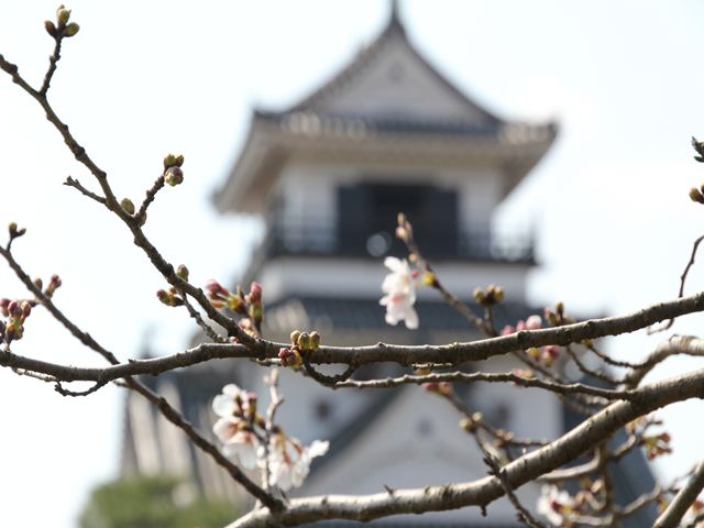 高知城と桜