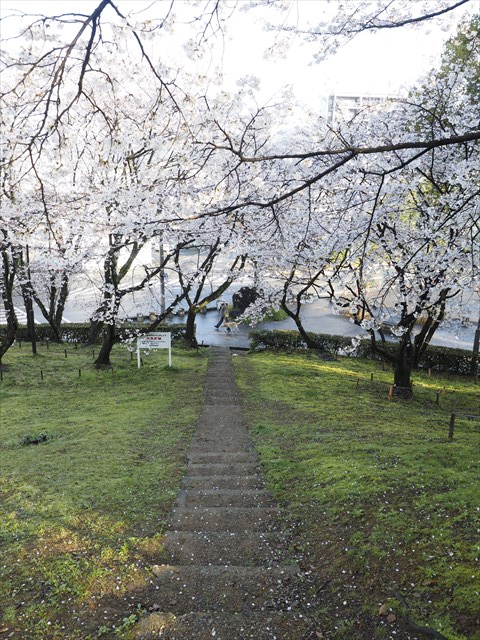 桜　辷山