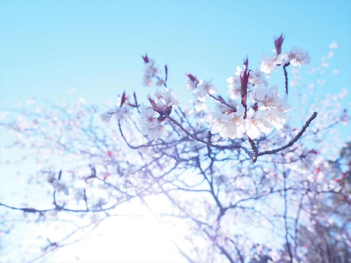 山桜　辷山