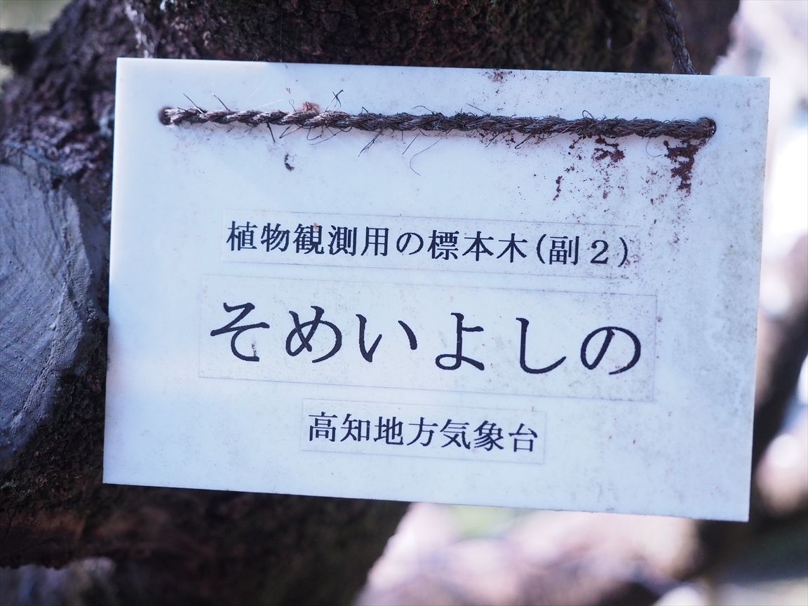染井吉野　標本木（副2）　桜山