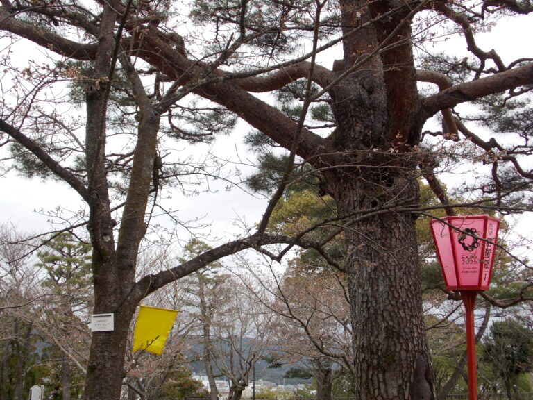 桜の標本木(全体)