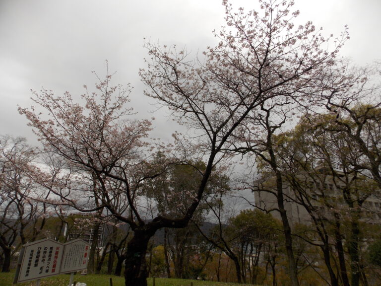 辷り山では見頃の桜も