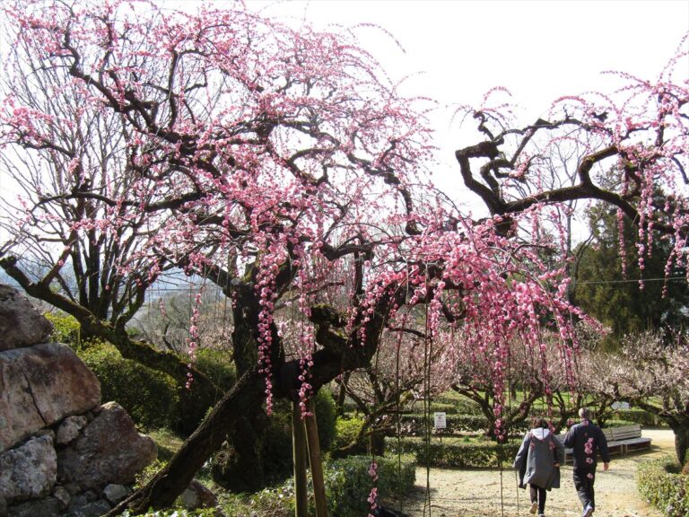 詰門前の枝垂れ梅