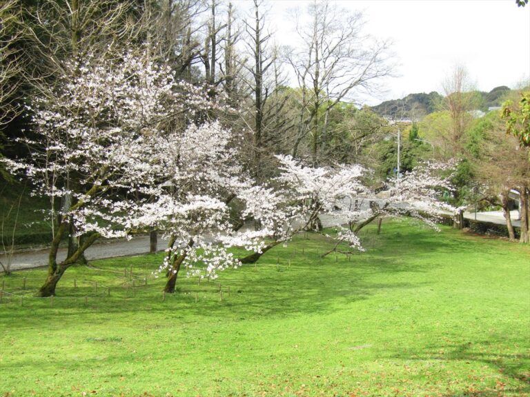 辷り山の桜は満開の状況です。