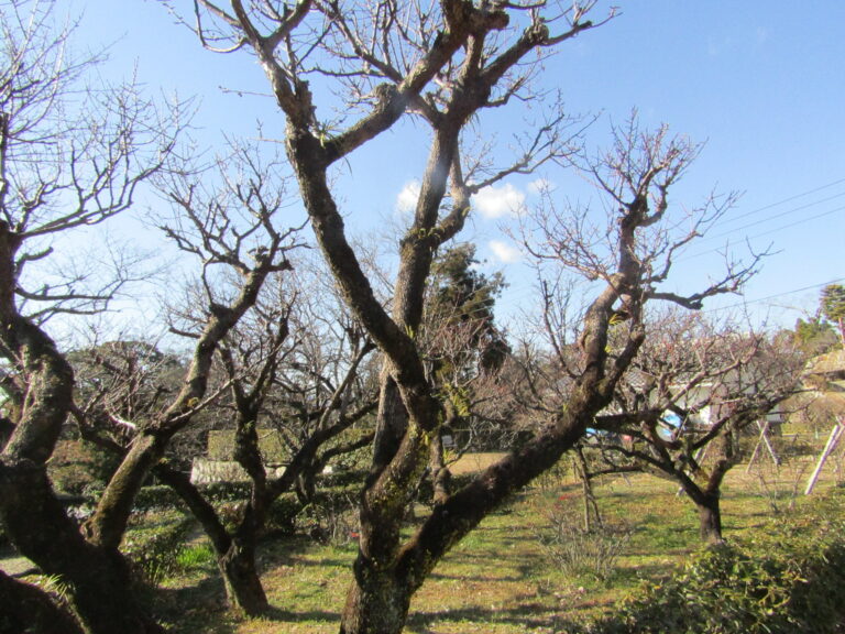 ほとんどの木がまだまだ先になりそうです。